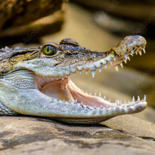 Philippine Freshwater Crocodile